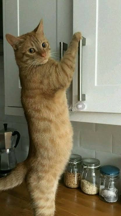 動物の画像だけで1000コメを目指すトピ Part2