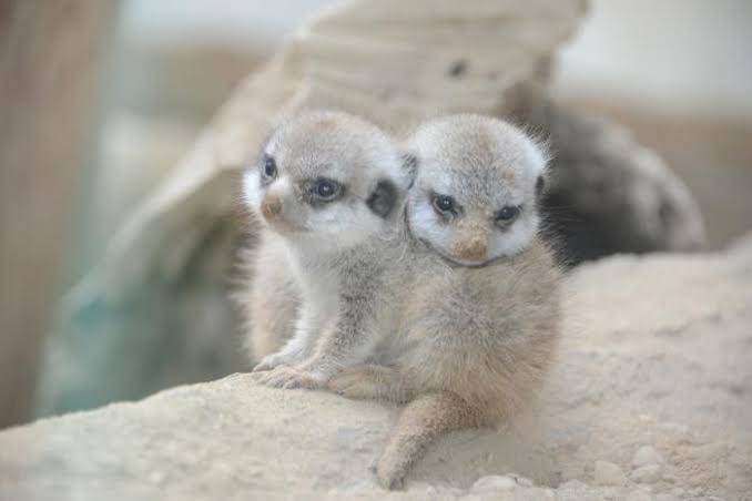 動物の画像だけで1000コメを目指すトピ Part2