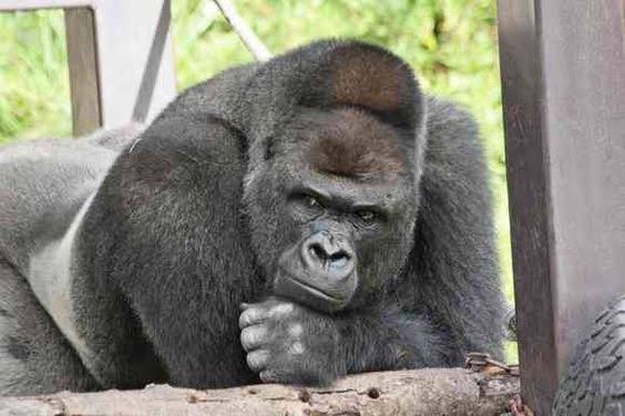 動物の画像だけで1000コメを目指すトピ Part2