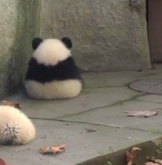 動物の画像だけで1000コメを目指すトピ Part2