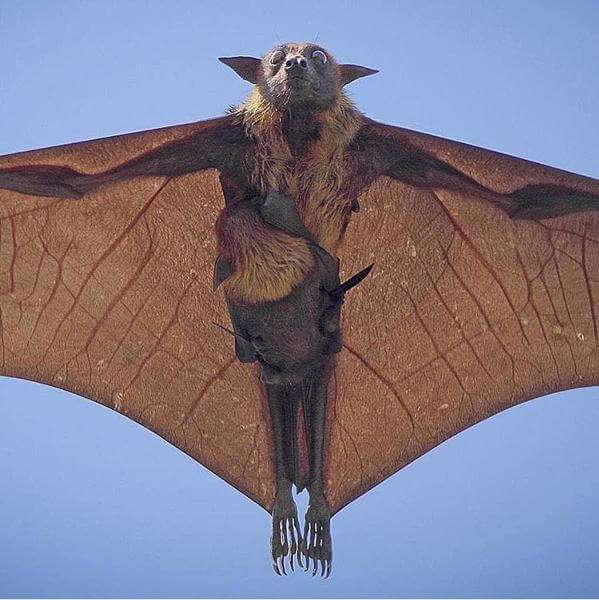 動物の画像だけで1000コメを目指すトピ Part2