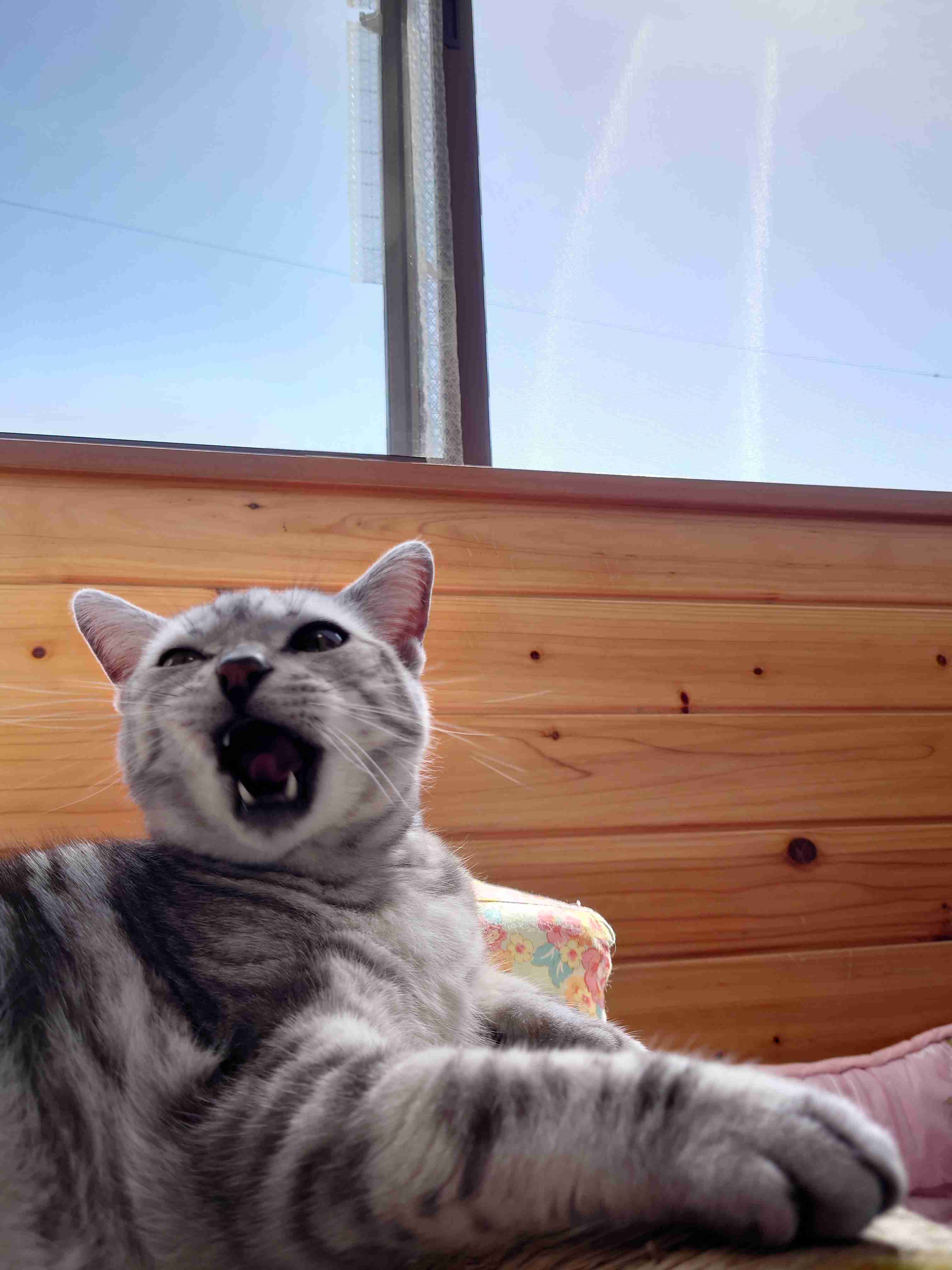 動物の画像だけで1000コメを目指すトピ Part2
