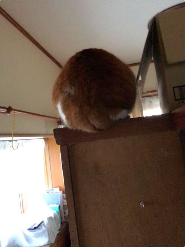 動物の画像だけで1000コメを目指すトピ Part2
