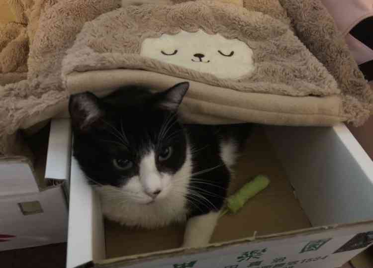 動物の画像だけで1000コメを目指すトピ Part2
