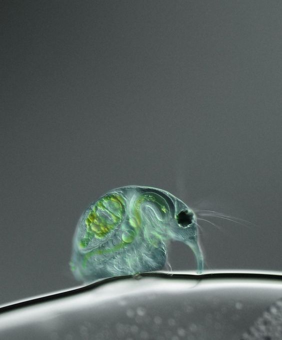 動物の画像だけで1000コメを目指すトピ Part2