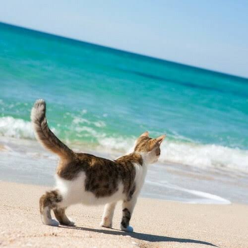 動物の画像だけで1000コメを目指すトピ Part2