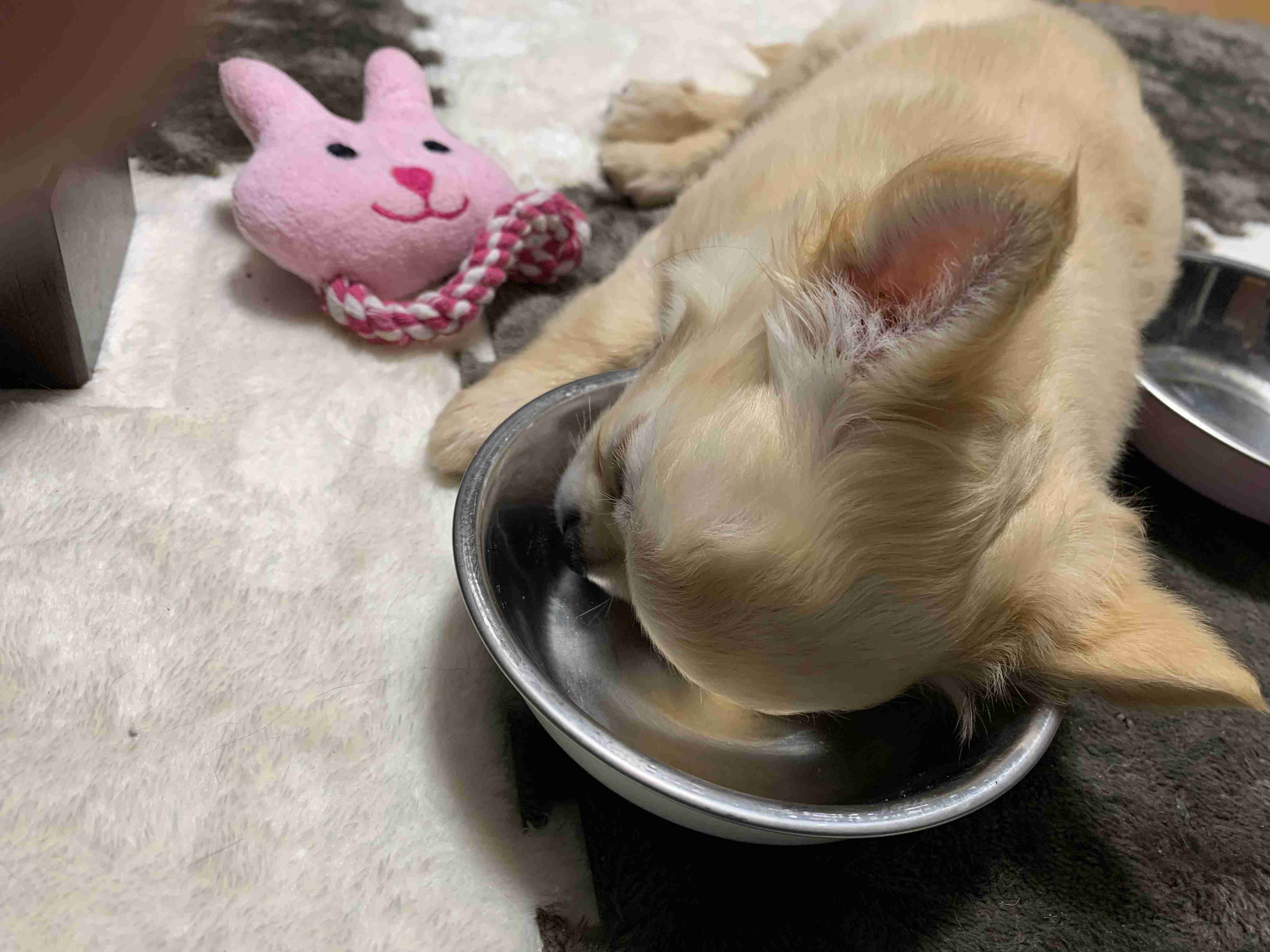 動物の画像だけで1000コメを目指すトピ Part2