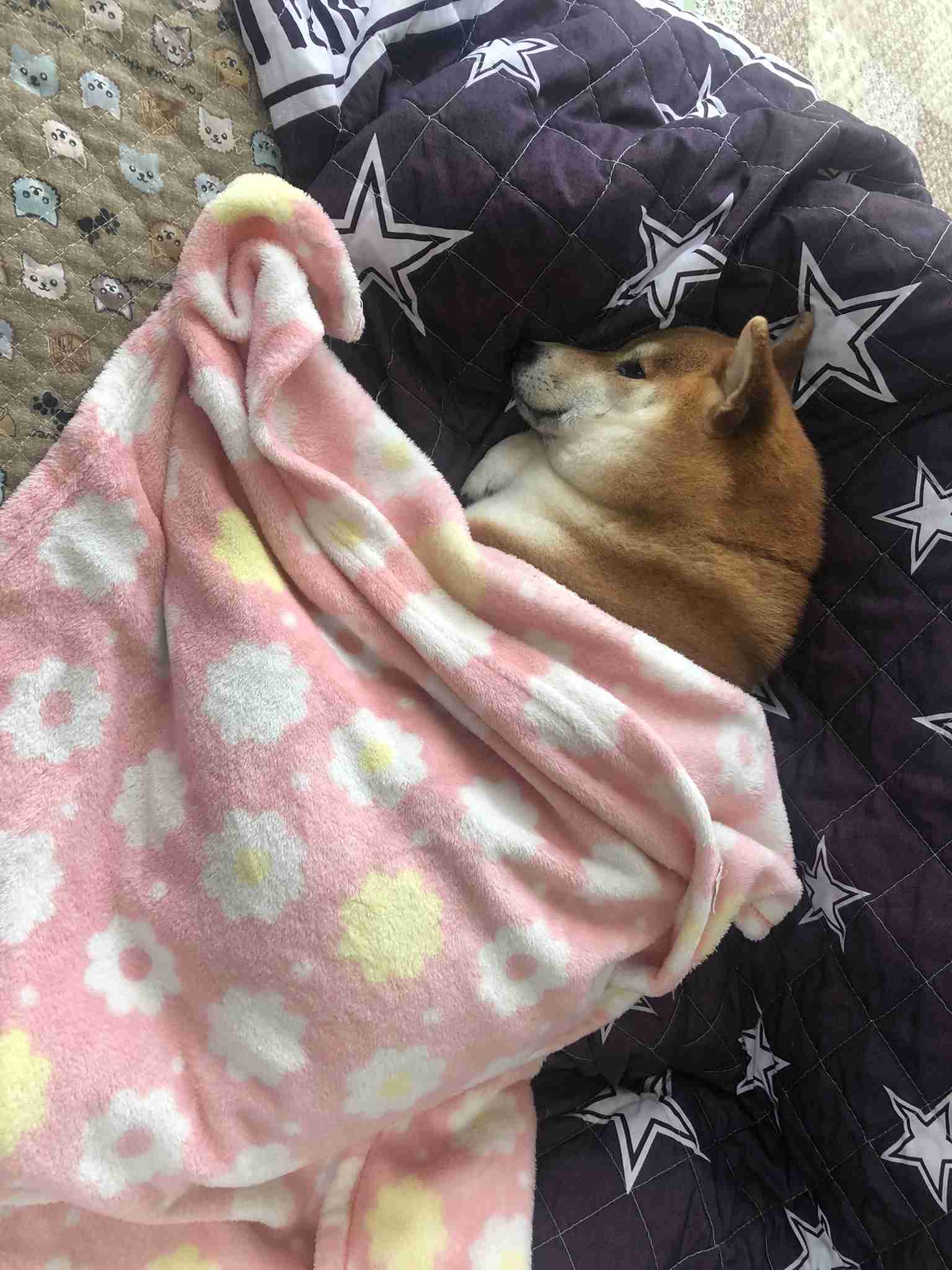 動物の画像だけで1000コメを目指すトピ Part2