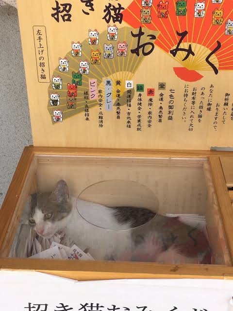動物の画像だけで1000コメを目指すトピ Part2