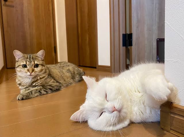 動物の画像だけで1000コメを目指すトピ Part2