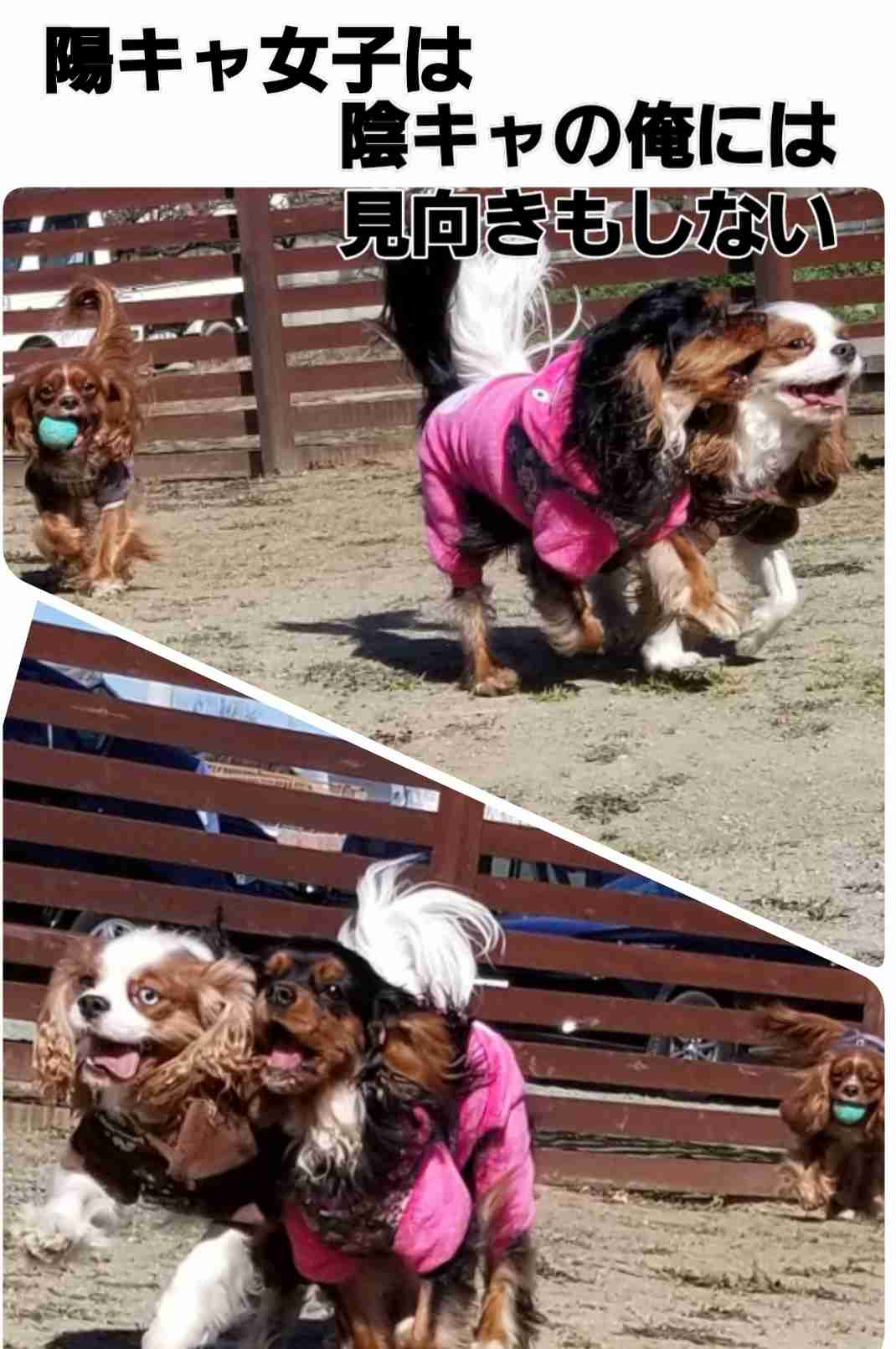 動物の画像だけで1000コメを目指すトピ Part2
