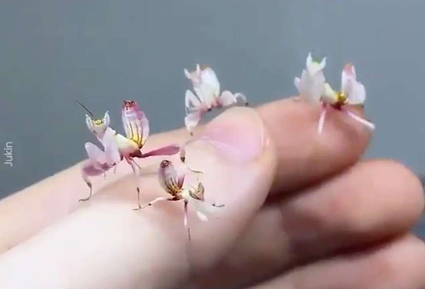動物の画像だけで1000コメを目指すトピ Part2