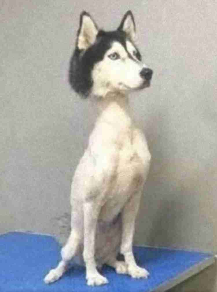 動物の画像だけで1000コメを目指すトピ Part2