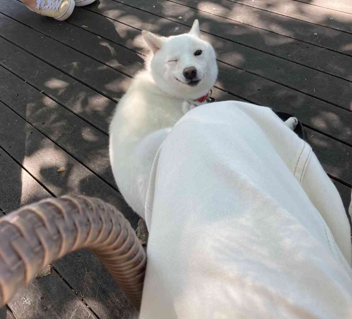 動物の画像だけで1000コメを目指すトピ Part2