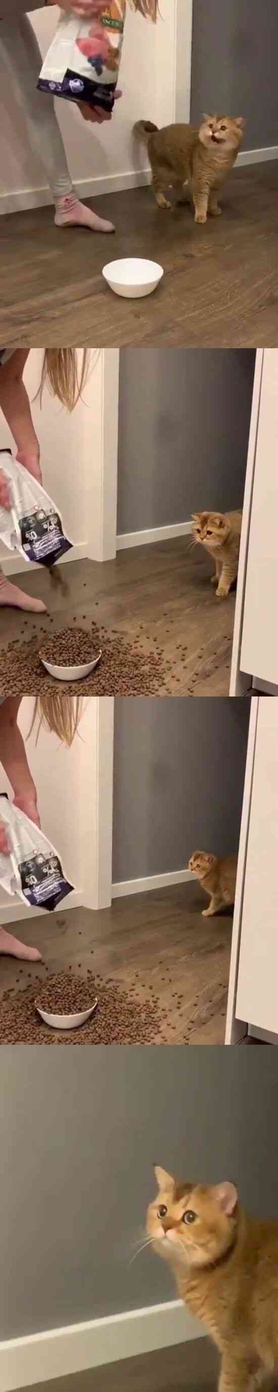 動物の画像だけで1000コメを目指すトピ Part2