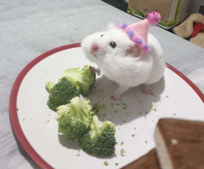 動物の画像だけで1000コメを目指すトピ Part2