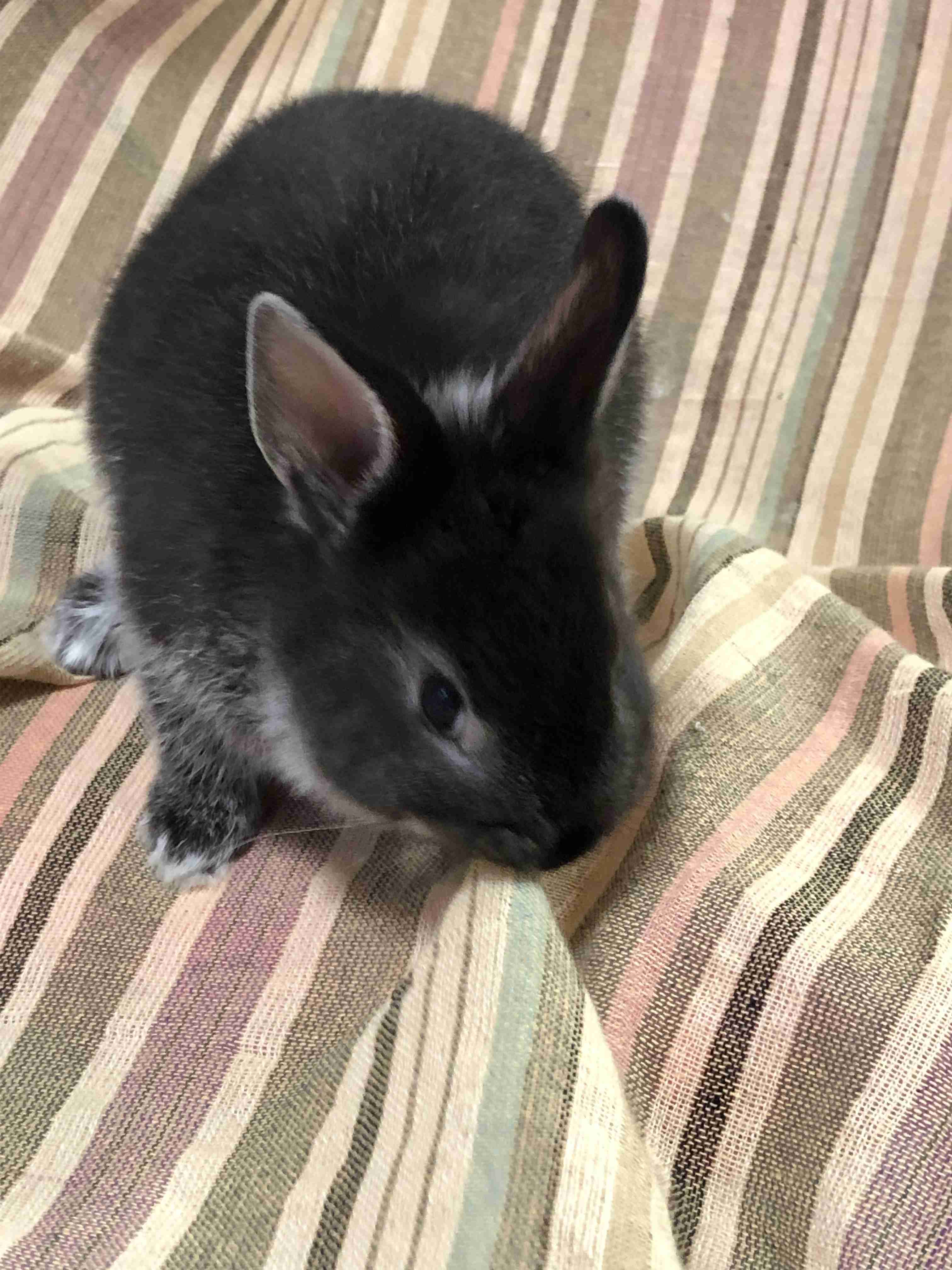 動物の画像だけで1000コメを目指すトピ Part2