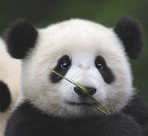 動物の画像だけで1000コメを目指すトピ Part2