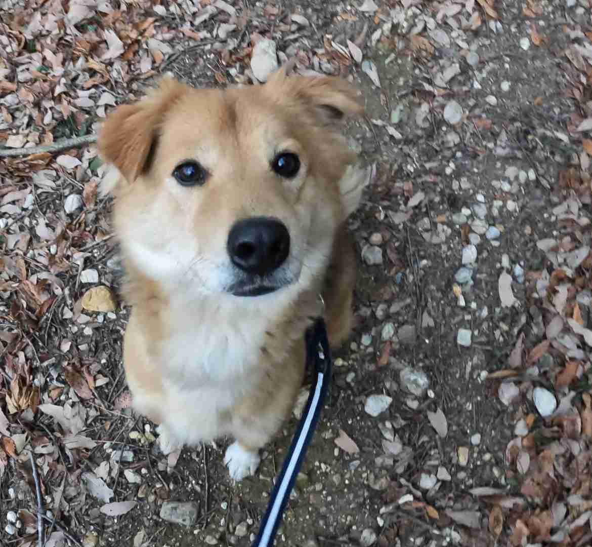 動物の画像だけで1000コメを目指すトピ Part2