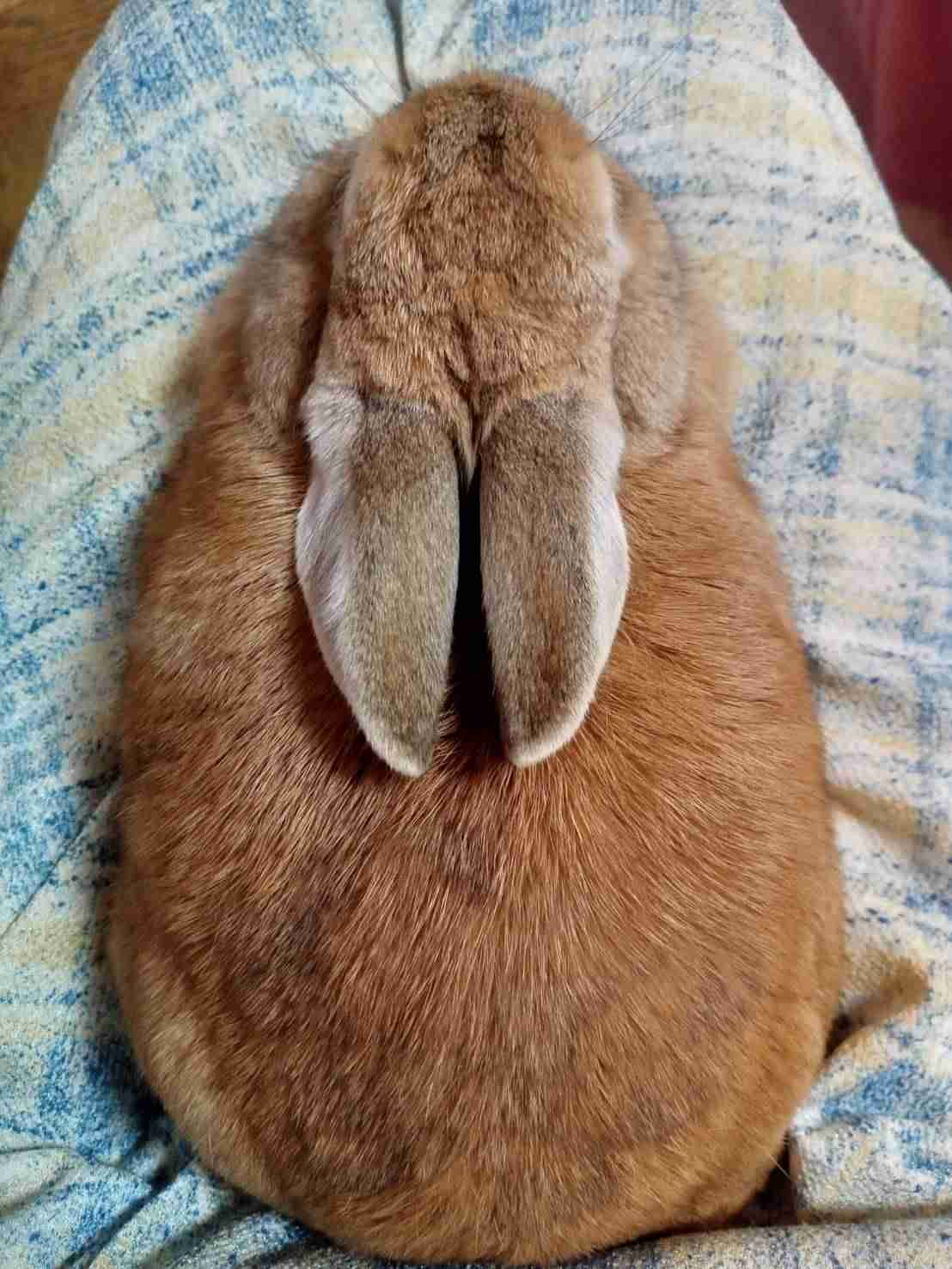 動物の画像だけで1000コメを目指すトピ Part2