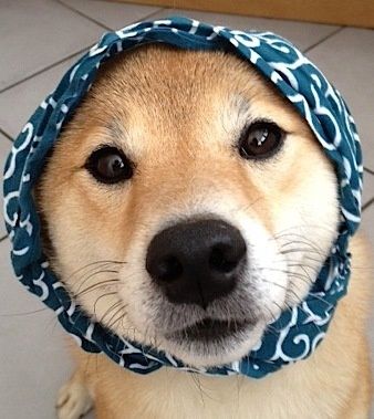 動物の画像だけで1000コメを目指すトピ Part2