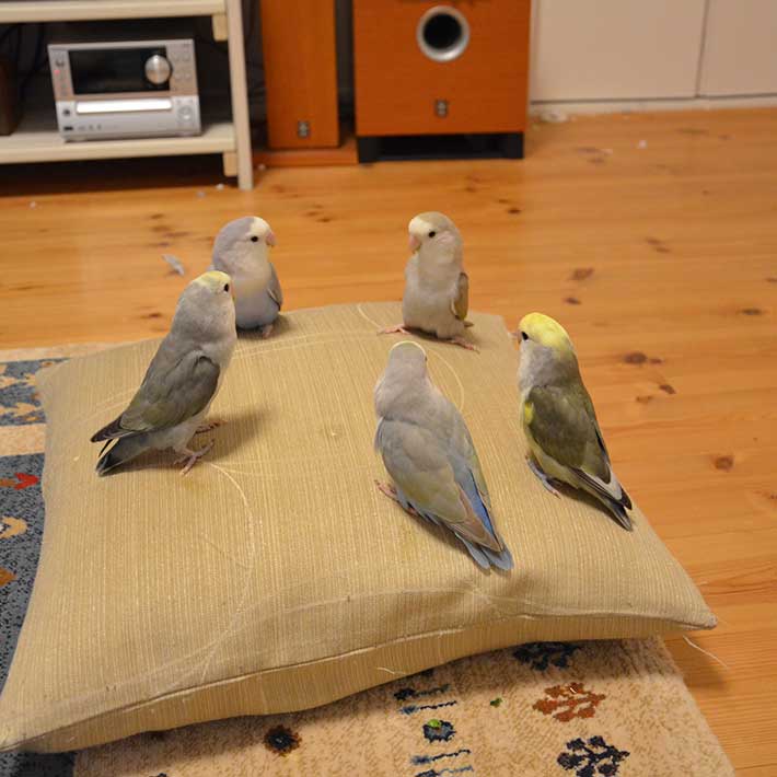 動物の画像だけで1000コメを目指すトピ Part2