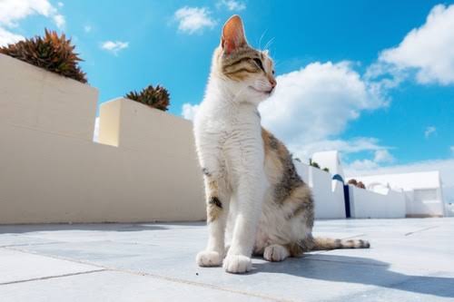 動物の画像だけで1000コメを目指すトピ Part2