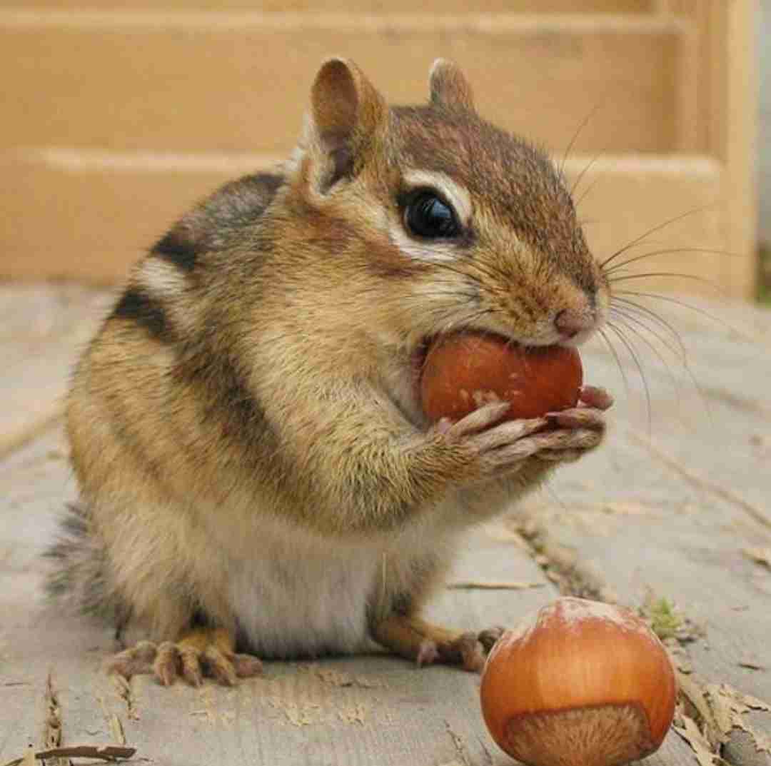 動物の画像だけで1000コメを目指すトピ Part2