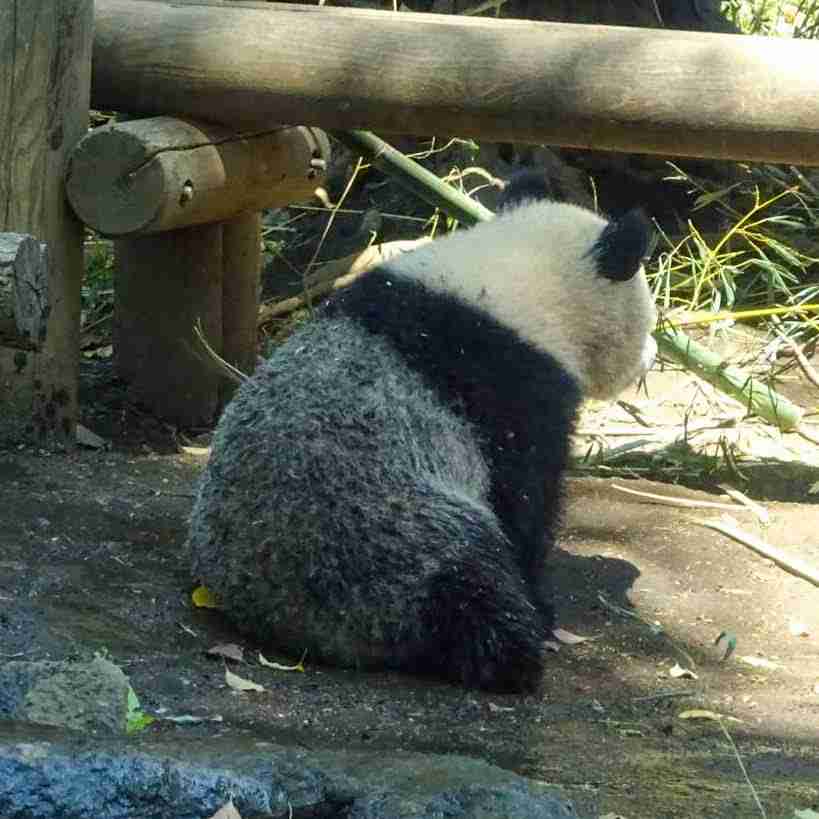 動物の画像だけで1000コメを目指すトピ Part2