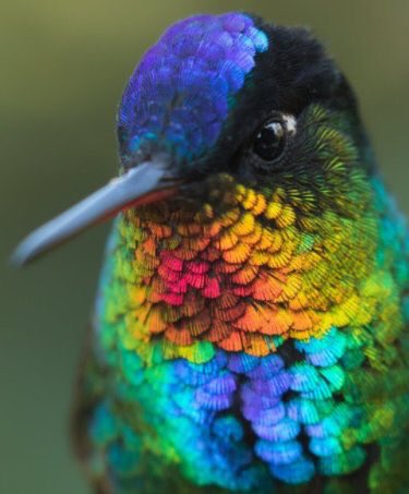 動物の画像だけで1000コメを目指すトピ Part2
