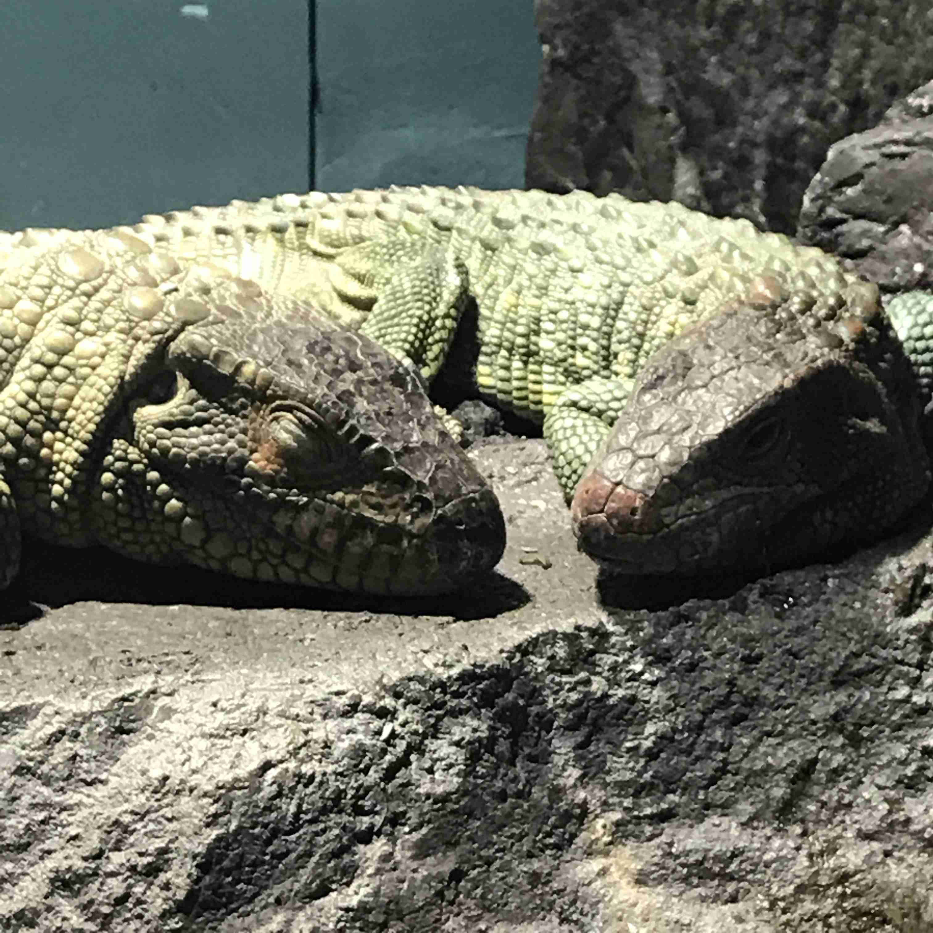 動物の画像だけで1000コメを目指すトピ Part2
