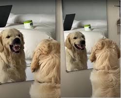 動物の画像だけで1000コメを目指すトピ Part2