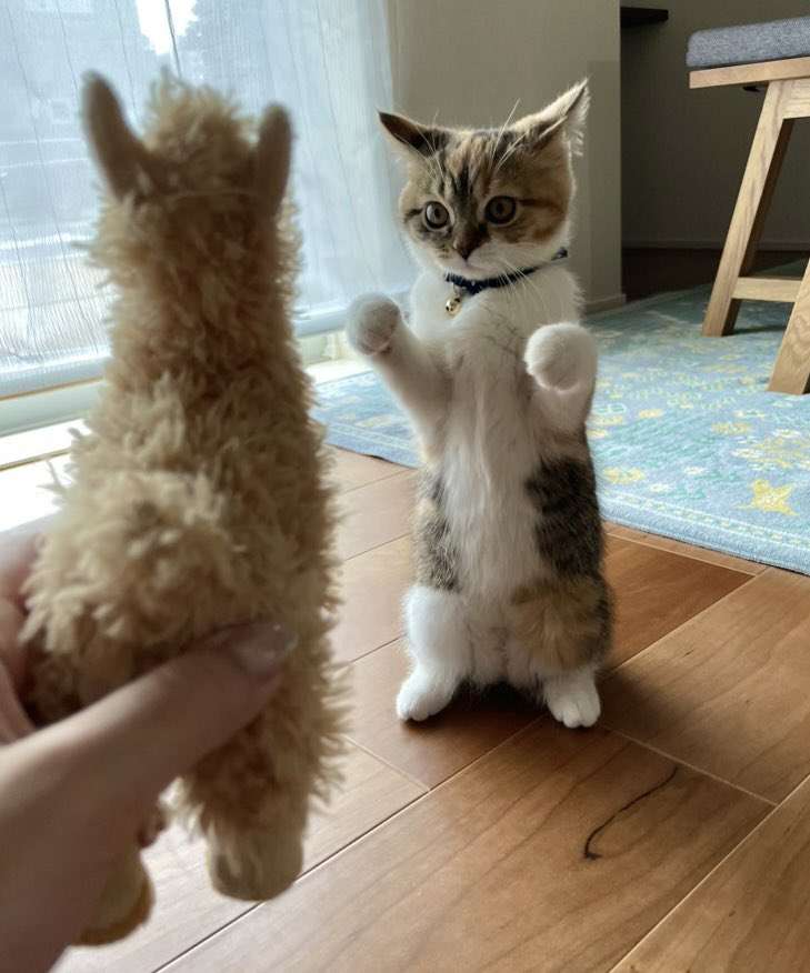 動物の画像だけで1000コメを目指すトピ Part2