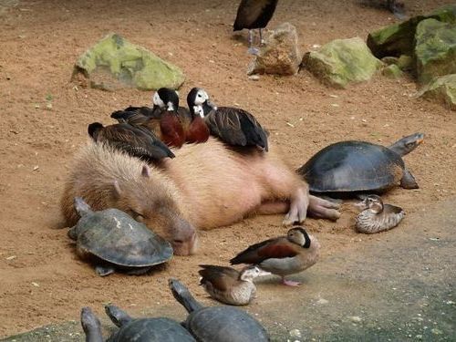 動物の画像だけで1000コメを目指すトピ Part2