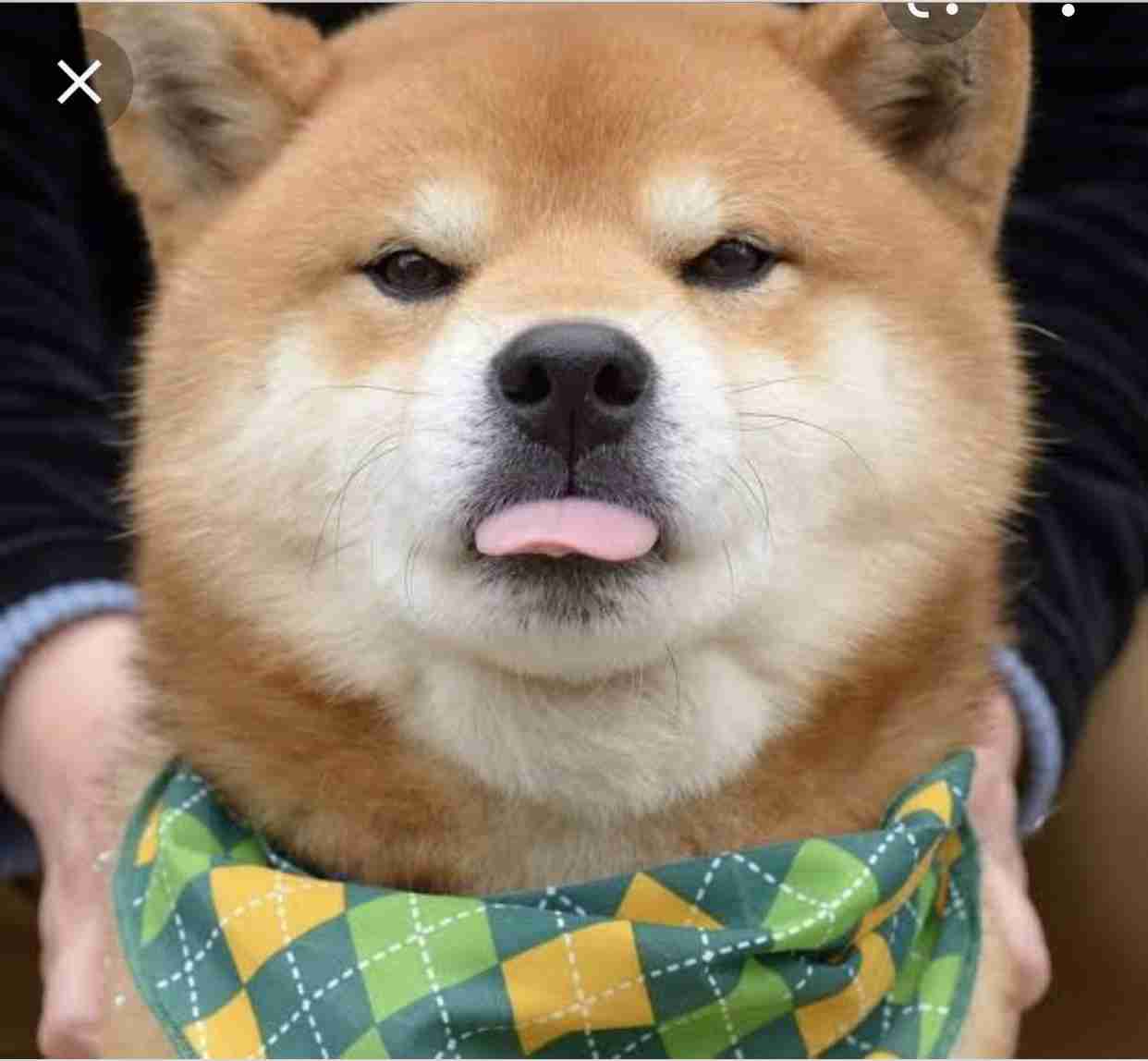 動物の画像だけで1000コメを目指すトピ Part2