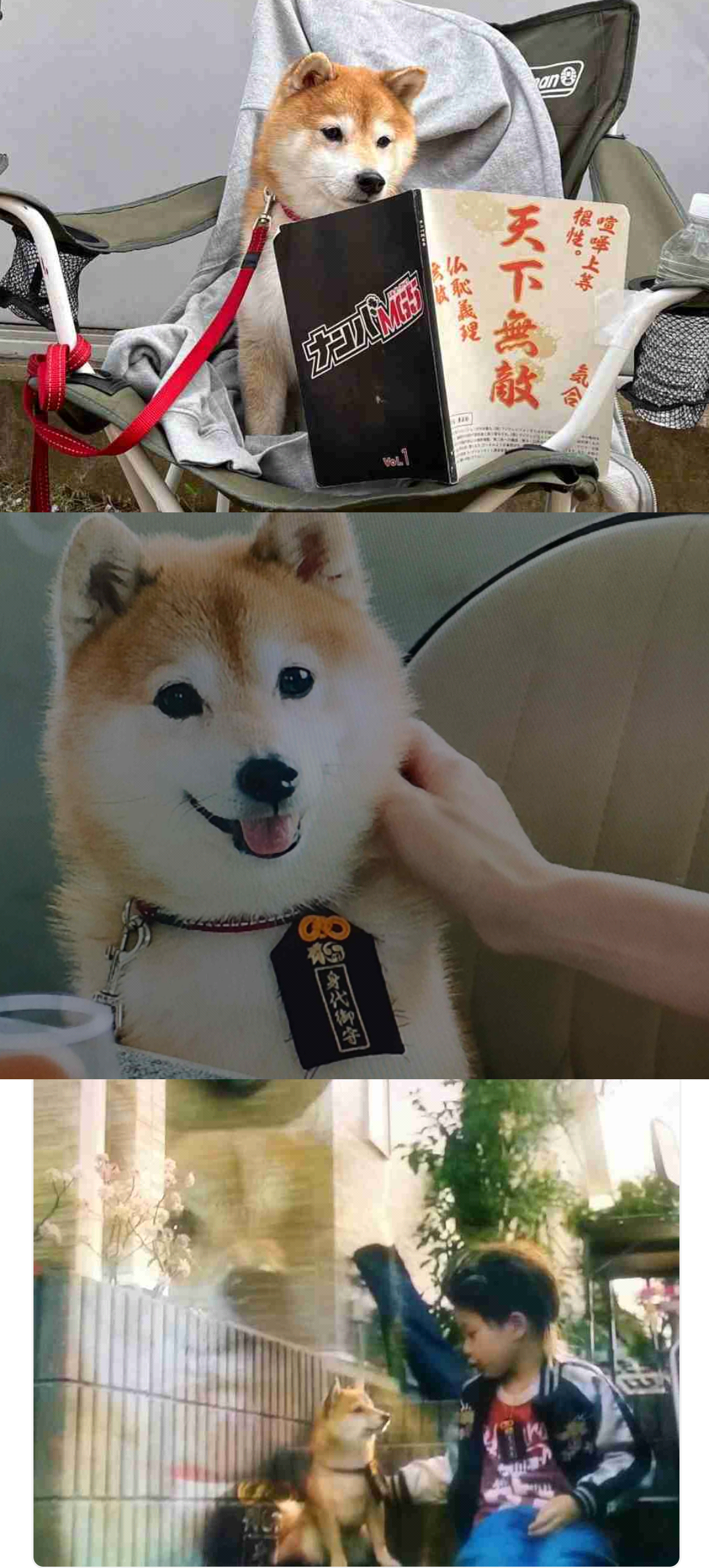 動物の画像だけで1000コメを目指すトピ Part2