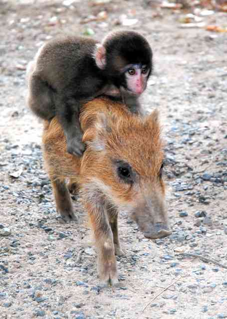 動物の画像だけで1000コメを目指すトピ Part2
