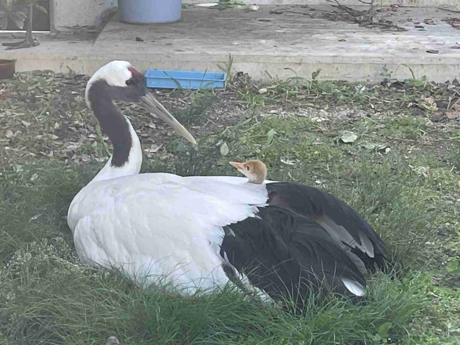 動物の画像だけで1000コメを目指すトピ Part2