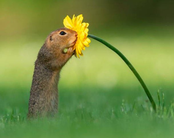 動物の画像だけで1000コメを目指すトピ Part2