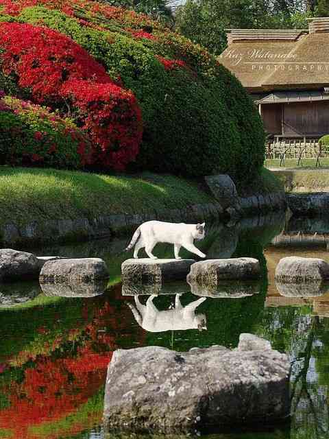 動物の画像だけで1000コメを目指すトピ Part2