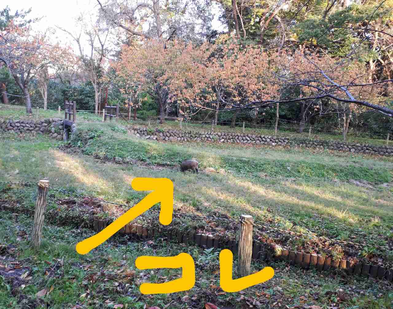 動物の画像だけで1000コメを目指すトピ Part2