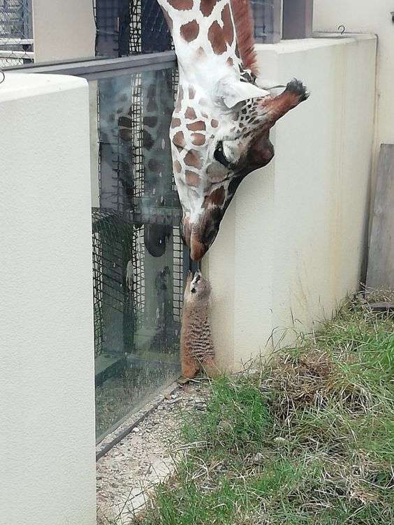 動物の画像だけで1000コメを目指すトピ Part2