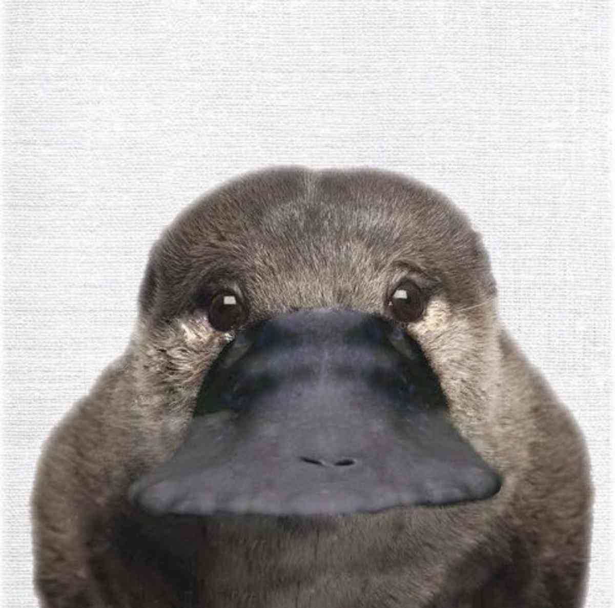 動物の画像だけで1000コメを目指すトピ Part2