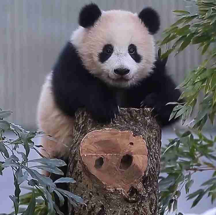 動物の画像だけで1000コメを目指すトピ Part2