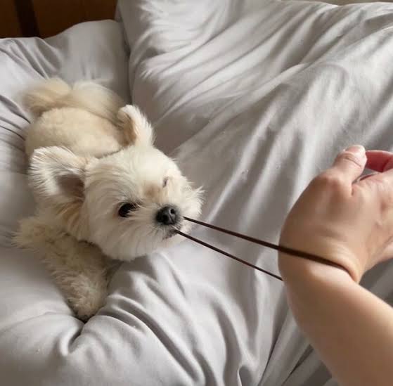 動物の画像だけで1000コメを目指すトピ Part2