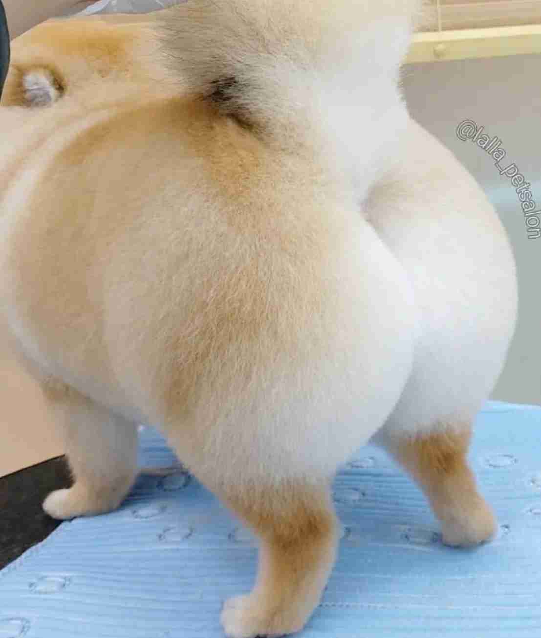 動物の画像だけで1000コメを目指すトピ Part2