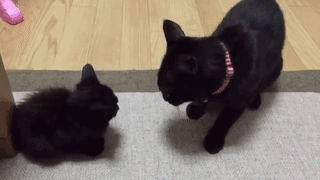 動物の画像だけで1000コメを目指すトピ Part2