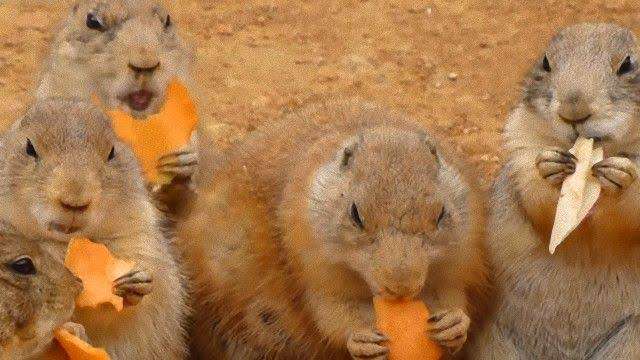 動物の画像だけで1000コメを目指すトピ Part2