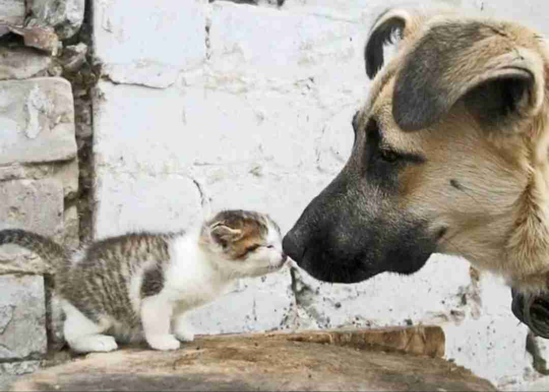 動物の画像だけで1000コメを目指すトピ Part2