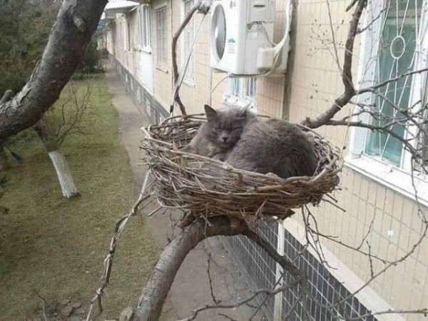 動物の画像だけで1000コメを目指すトピ Part2